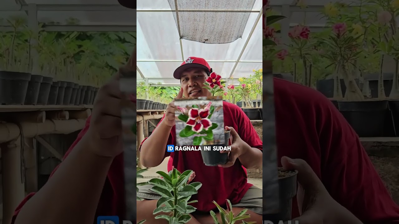 Tujuh ID Baru Bunga Adenium Silangan Sadheanplants #adenium #adeniumindonesia #tanamanhias #tanaman