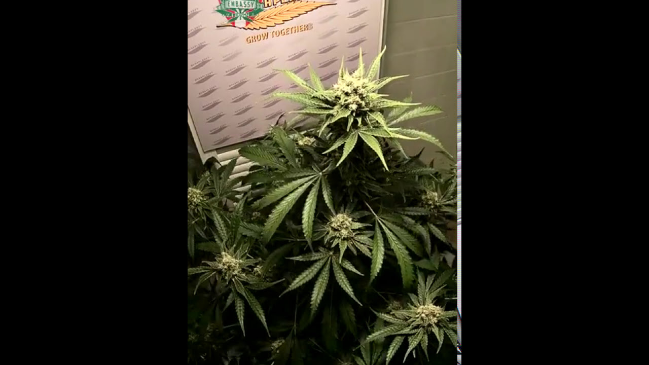 95 DAYS TIMELAPSE  Sweet Deep Grapefruit