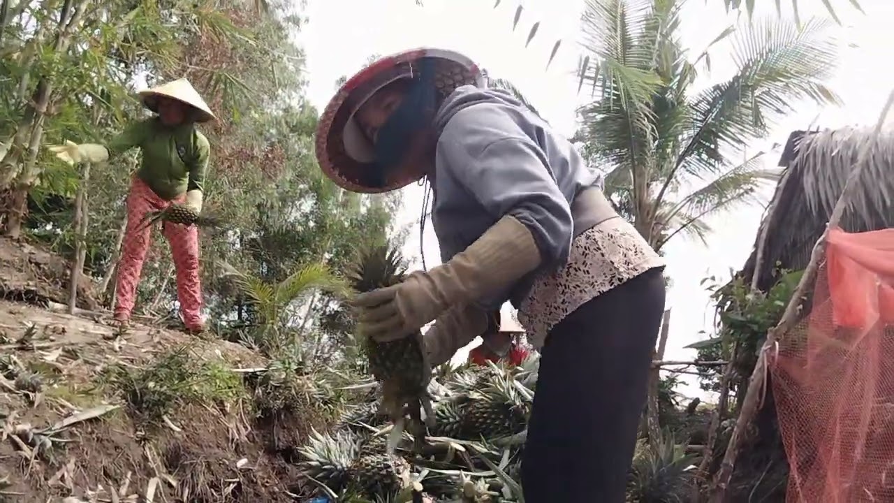 Mời anh chị em bà con cô bác về quê em ăn khóm 🍍🍍🍍nha 