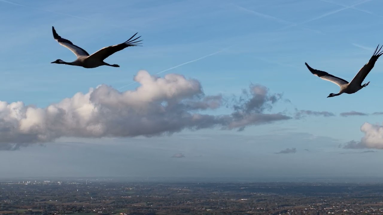Grues cendrées, common Crane migration 09/11/25