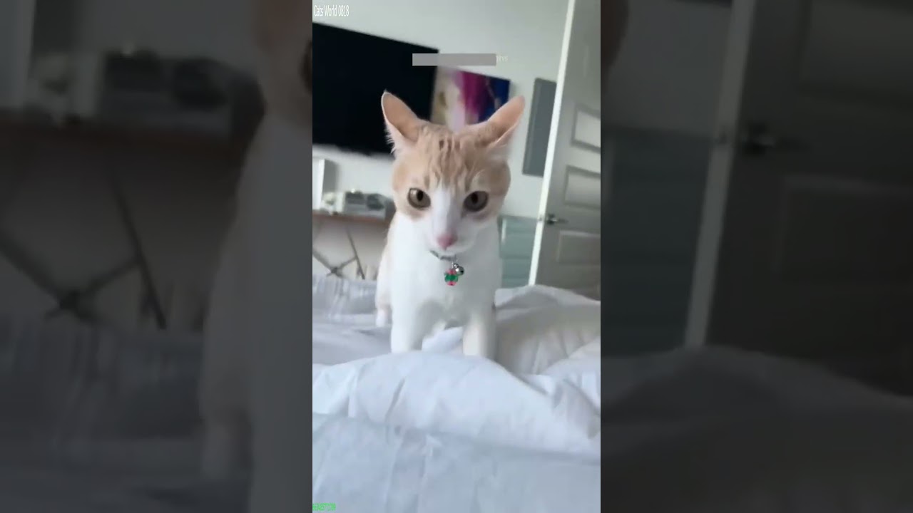 Funniest Cat 😻 Cat Fails 🙀 # Episode 9430
