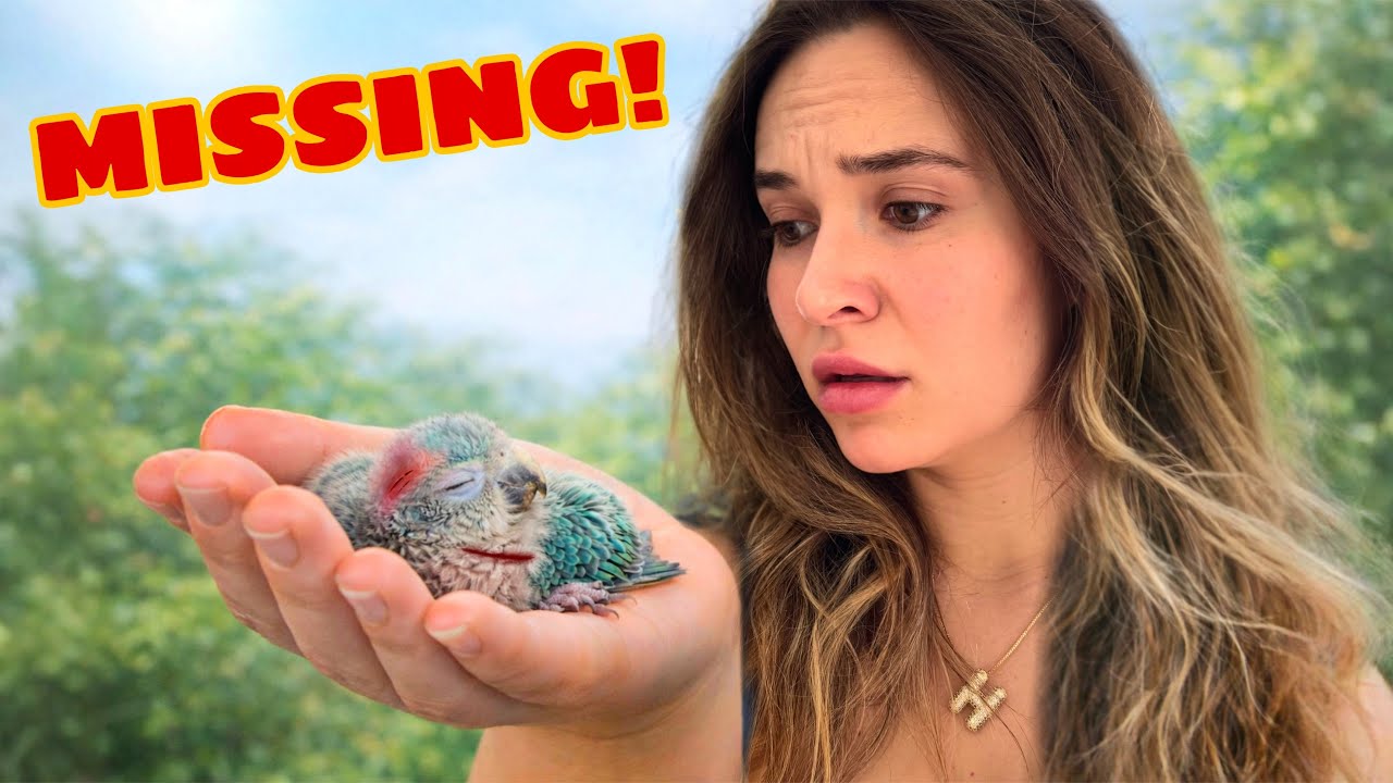 MY BIRD VANISHED OVERNIGHT…
