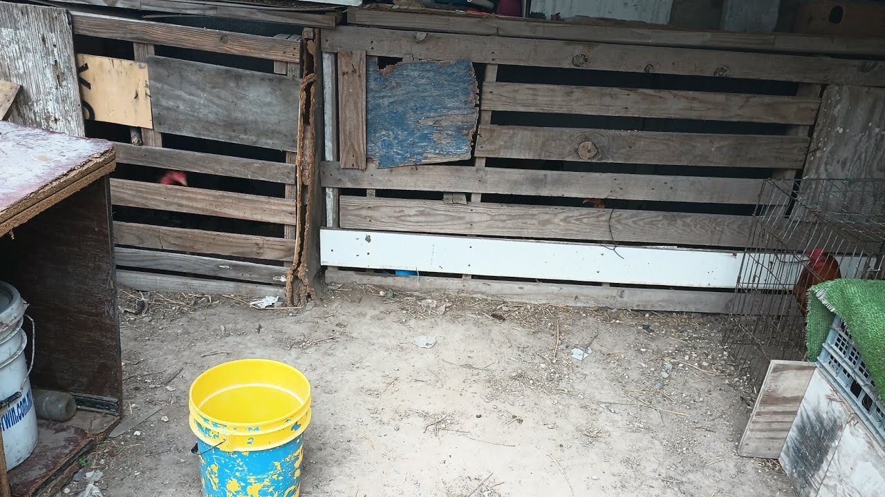 dan doles una noticia mientras les doi agua a mis gallos