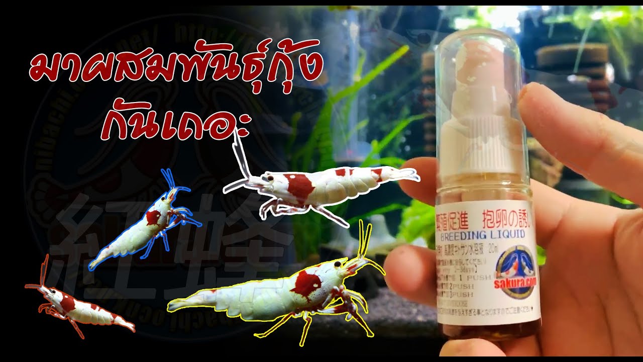 EP.27 งานอดิเรกช่างกล้อง มาผสมพันธุ์กุ้ง RedBee กัน Breeding Liquid (Benibachi 紅蜂)