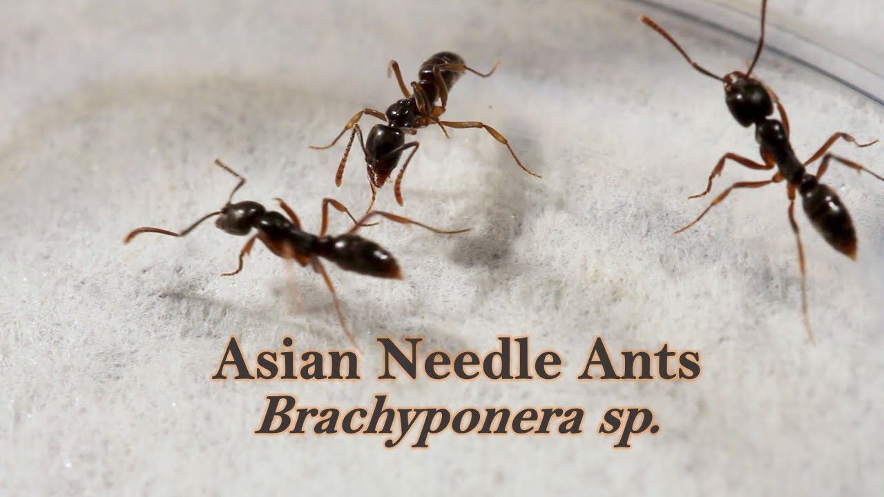 Asian needle ants in the US (vs fire ants)