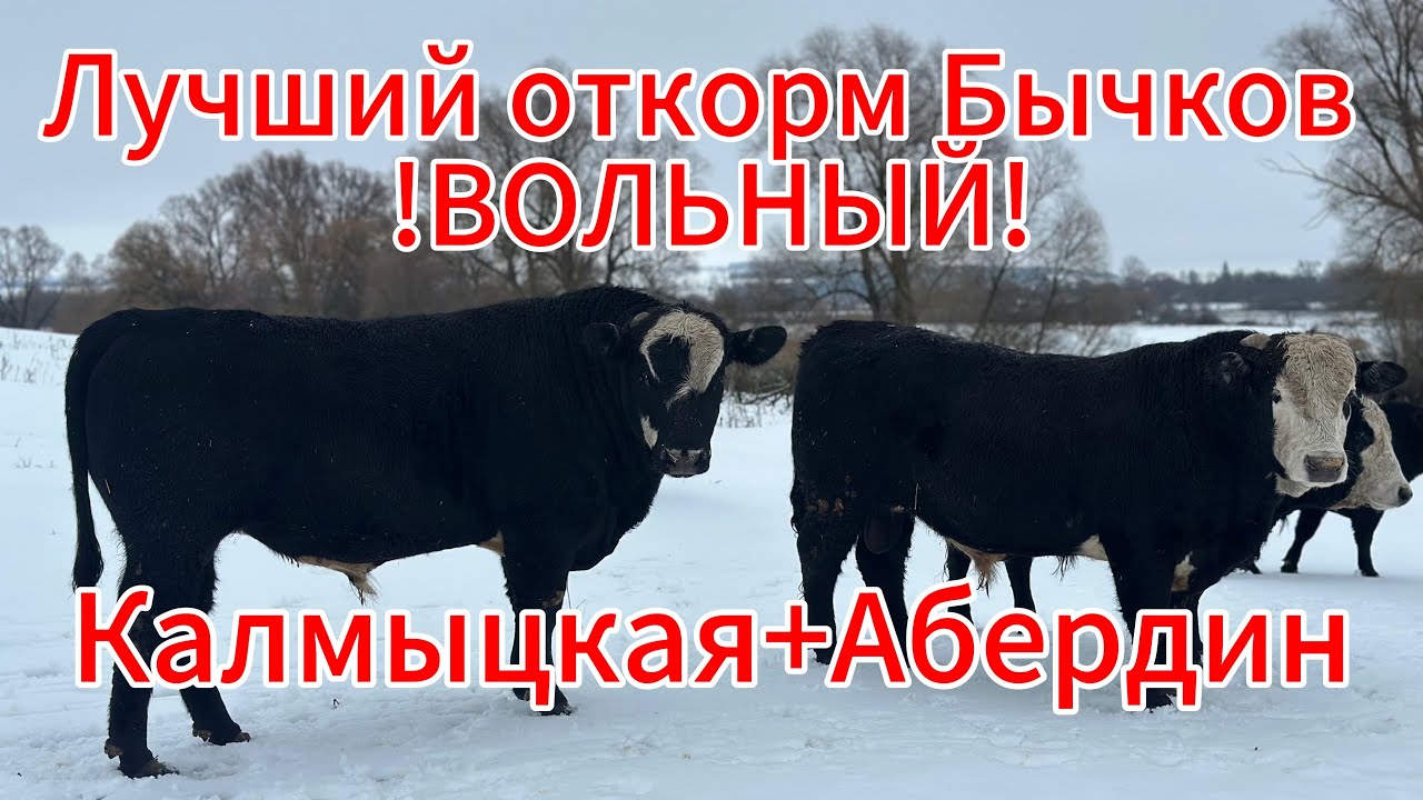 Лучший откорм Бычков без заморочек!
