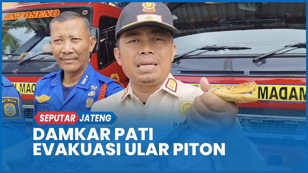 Damkar Evakuasi Ular Piton di Rumah Warga, Dijadi Peliharaan Baru Damkar Pati
