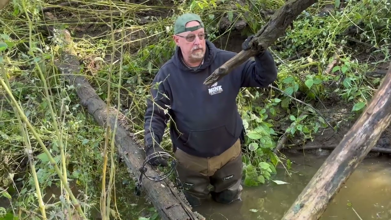 Trapping mink with conibares on crossover logs