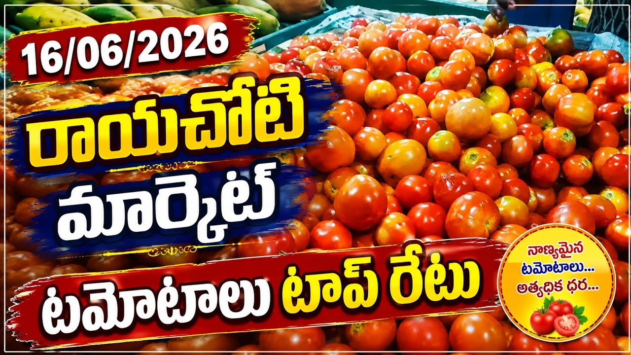 16 June 2026 Rayachoty Market Tamota Rates Today || Tomato Prices Today || Village Life Tomatos