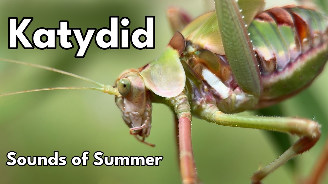Katydid - Sounds of Summer