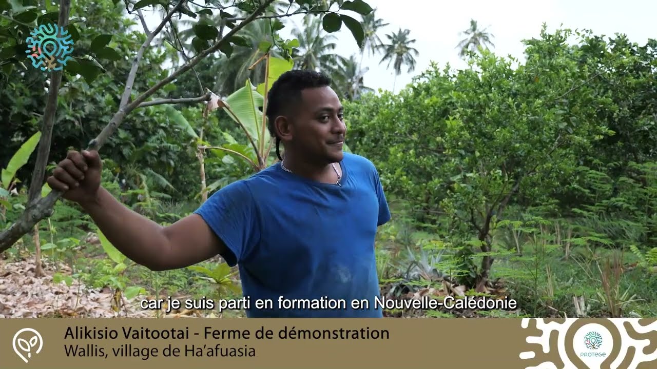 Agroforesterie syntropique à Wallis