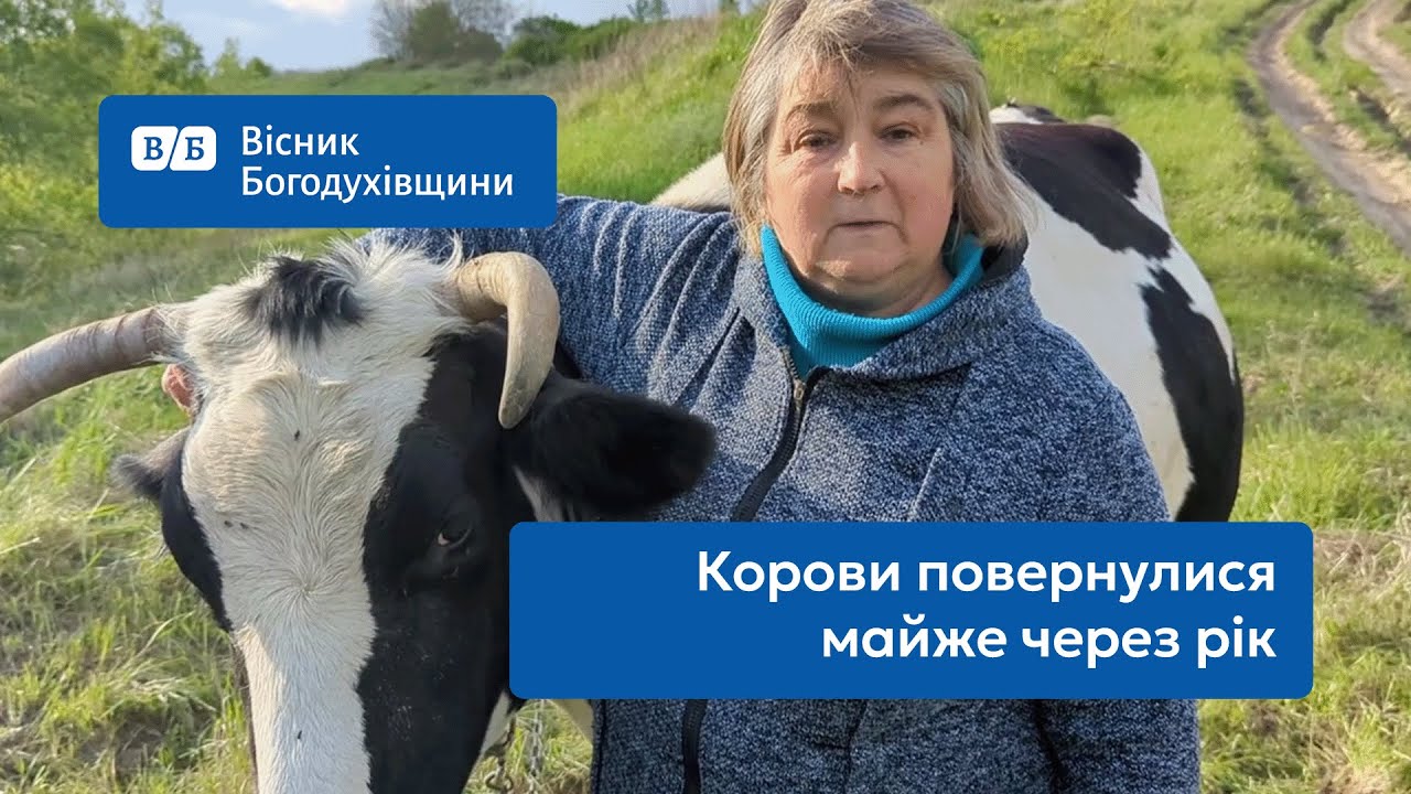 Корови повертаються додому...