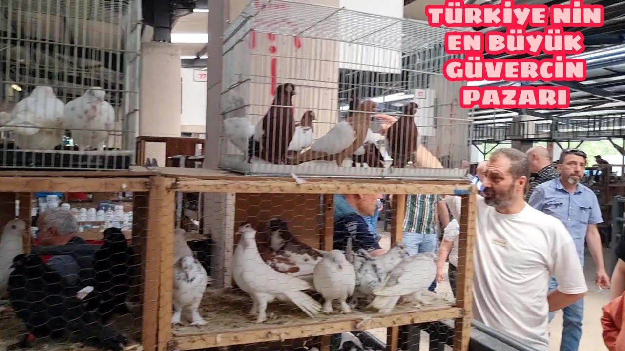 BURSA KUŞ PAZARI GÜVERCİN BÖLÜMÜ   FERHAT ÖZTÜRK ANLATIMIYLA  TEK TEK FİYAT SORDUK