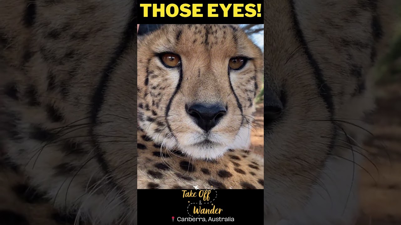 👀 Mesmerizing Eyes! 🐆 