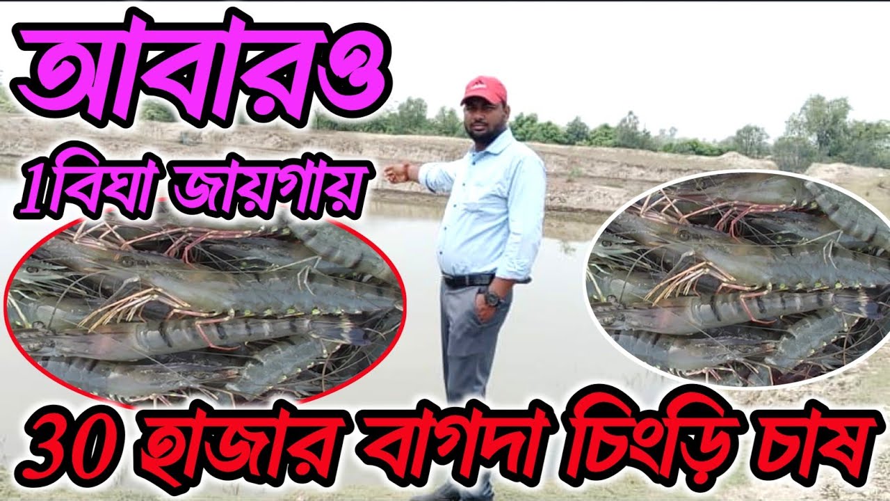 ১ বিঘা জায়গায় কিভাবে ৩০ হাজার বাগদা চিংড়ি চাষ হচ্ছে দেখুন।