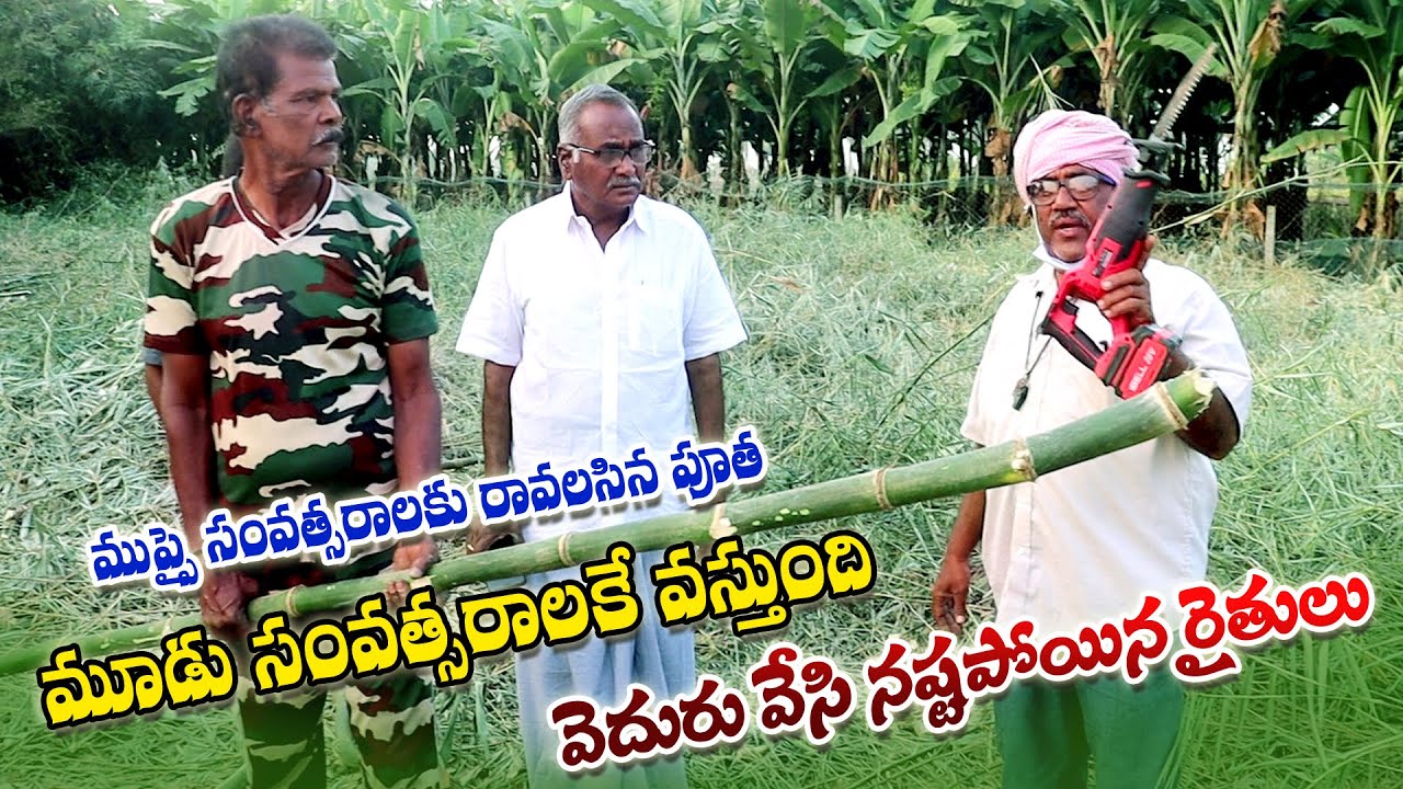 భీమా బ్యాంబో వేసి నష్టపోతున్న రైతులు | Huge Losses with Beema Bamboo to Farmers | AgriTech Telugu