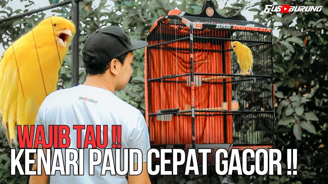 CARA MERAWAT KENARI PAUD CEPAT GACOR !!