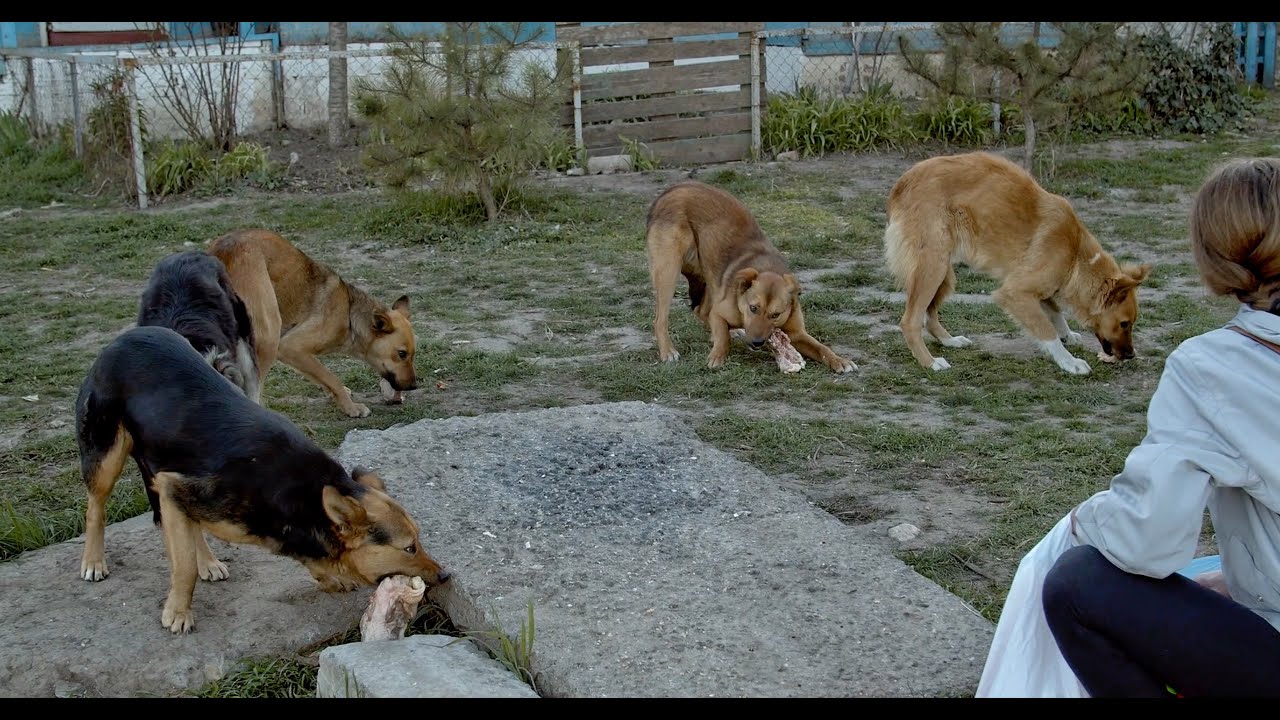 Feeding hungry homeless dogs