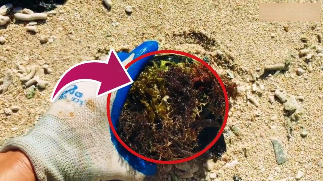 HORRIFIC TRUTH! No One Talks About How Barnacles Are Killing Turtles #BarnacleRemoval