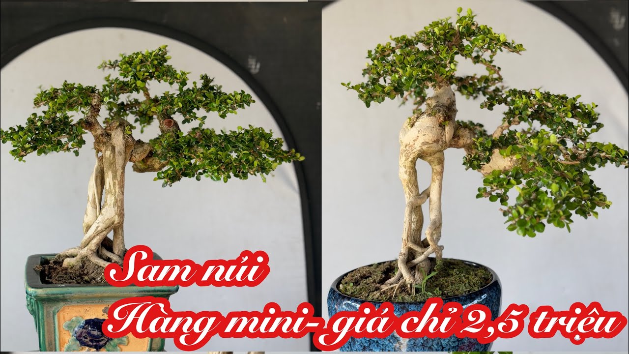 (Ngày13-3) Sam núi mini- co lắc duyên dáng giao lưu 