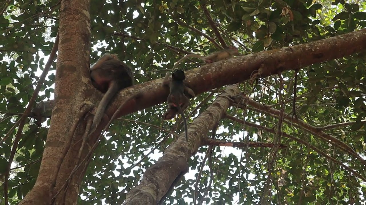 Top Wild Monkey Video 2023, little cute monkey