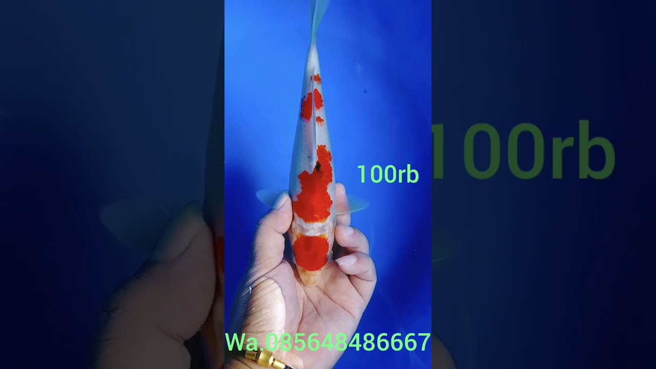 Kohaku sanke Showa merah strong