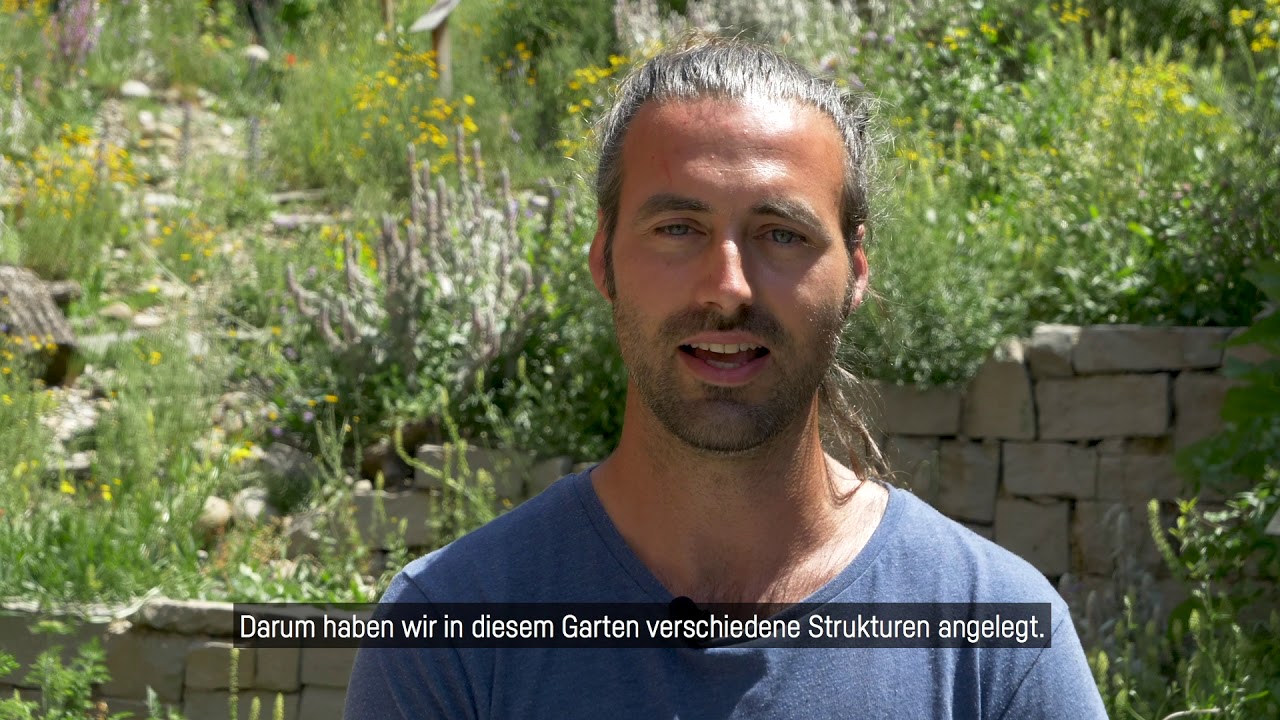 Spaziergang durch unser Wildbienen-Paradies in der Stadt Zürich