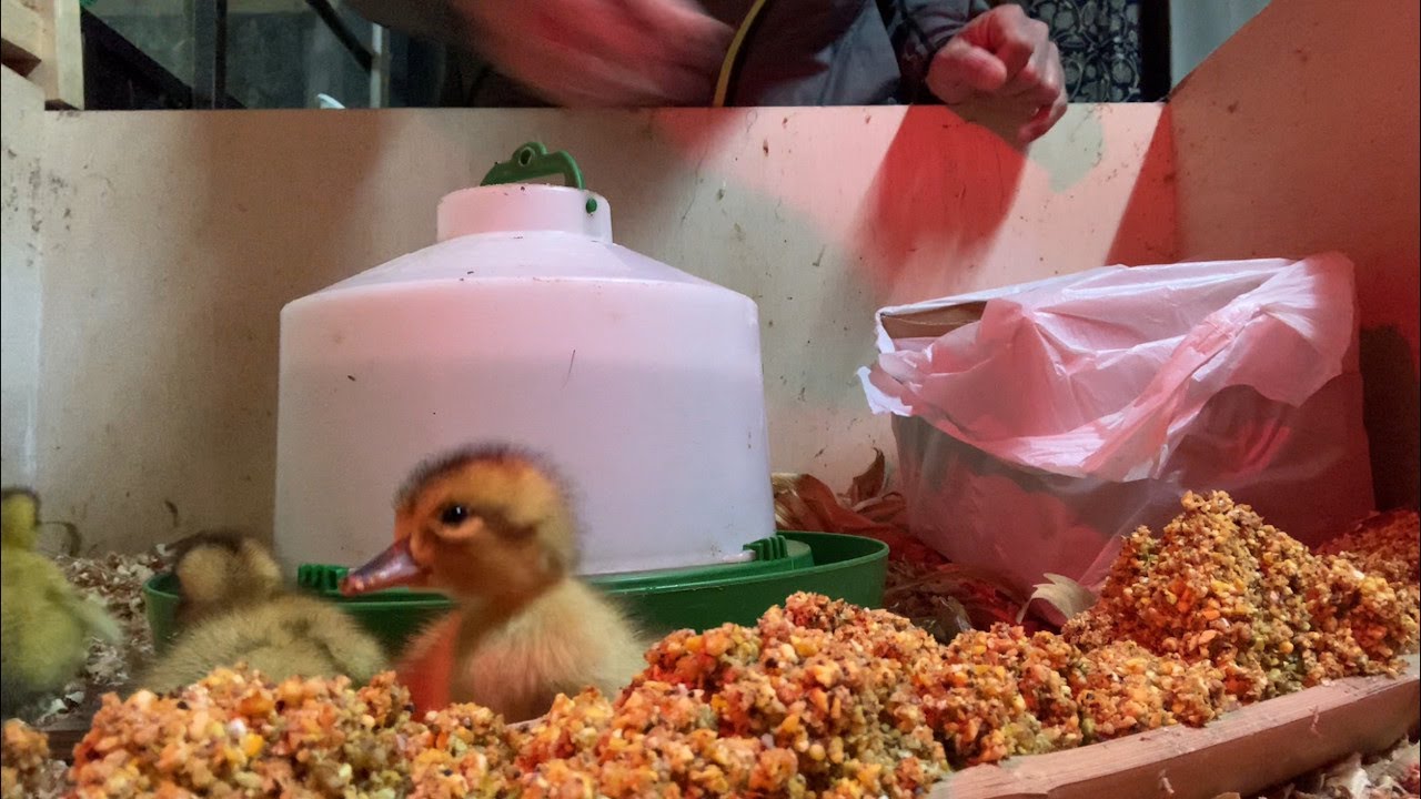 PATITOS 🦆 (Aigamo) recién nacidos