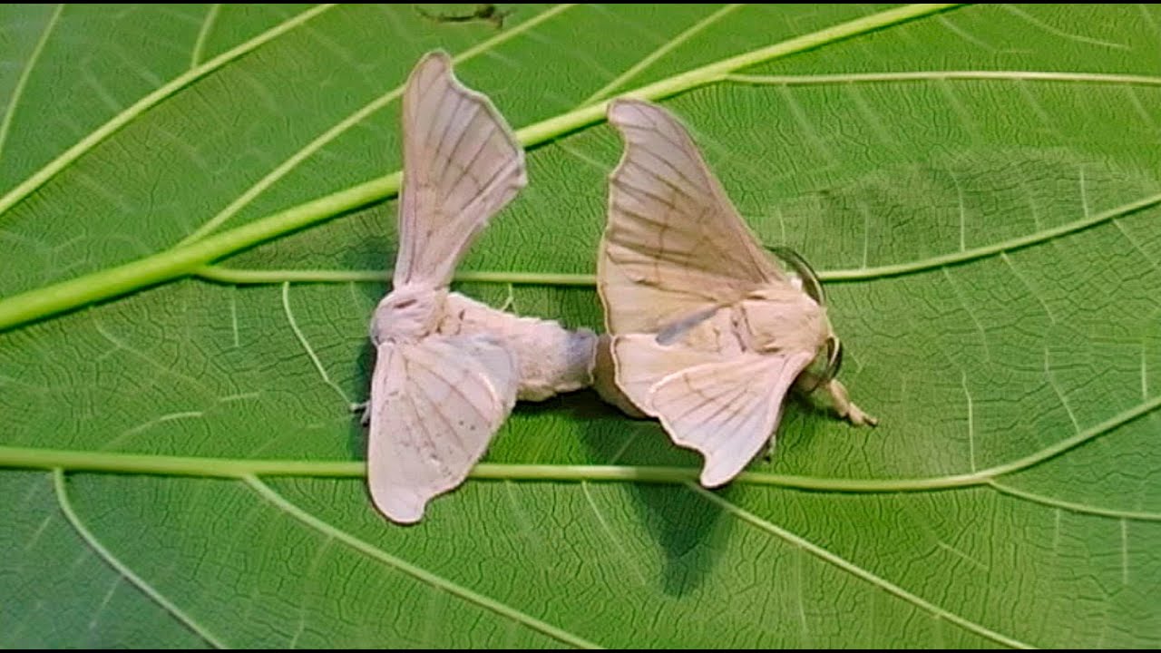 Gusanos de Seda