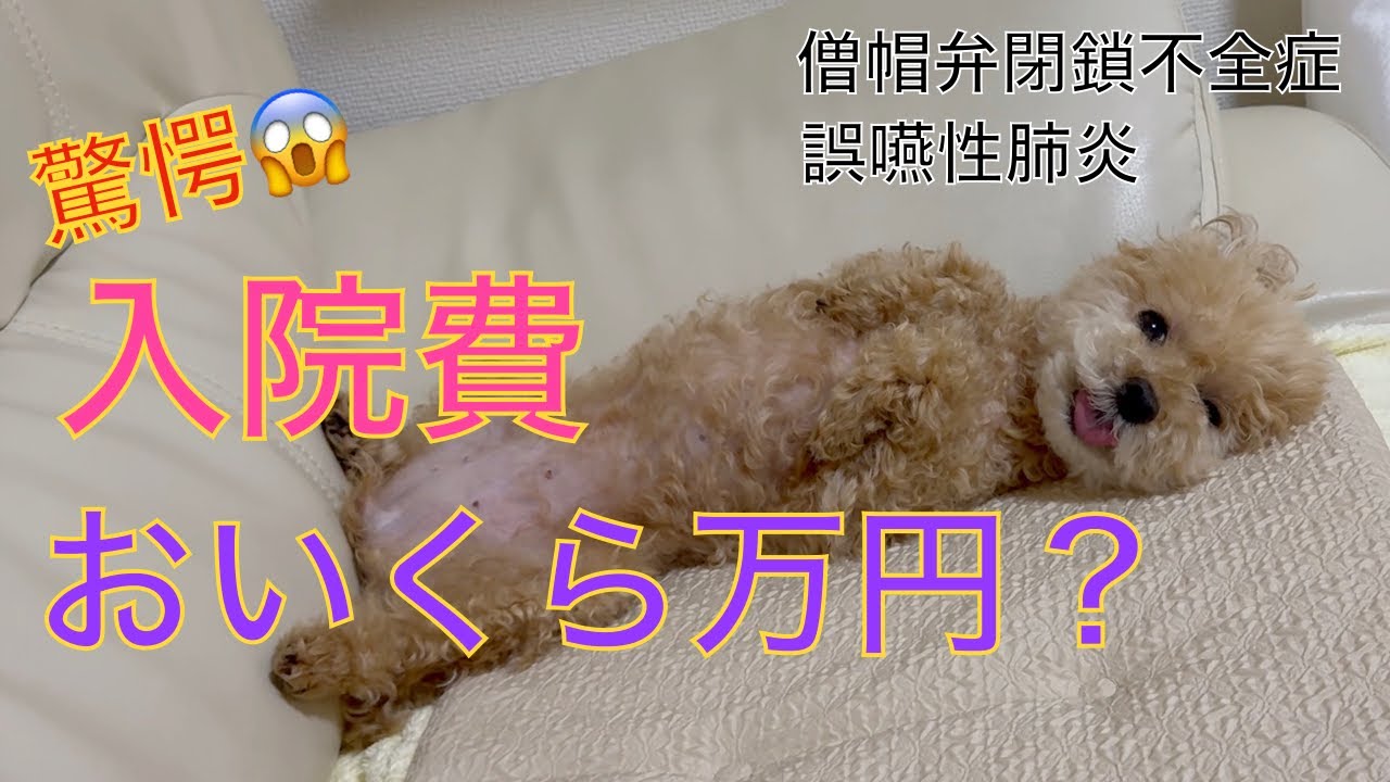 【高額入院費】誤嚥性肺炎で1週間入院したトイプードルの入院費！誤飲をなくすための購入品紹介