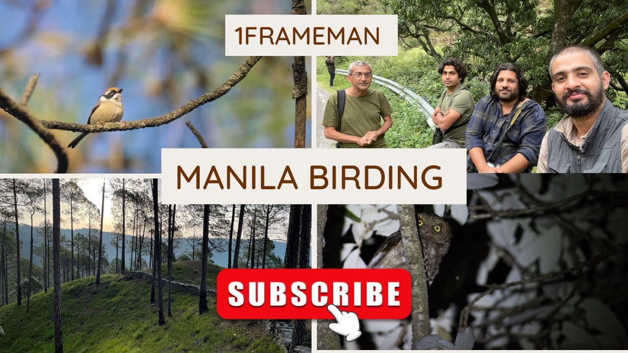 #birdwatching  at Manila #uttarakhand | #nature #mountainroads #indiatravel #birdlovers