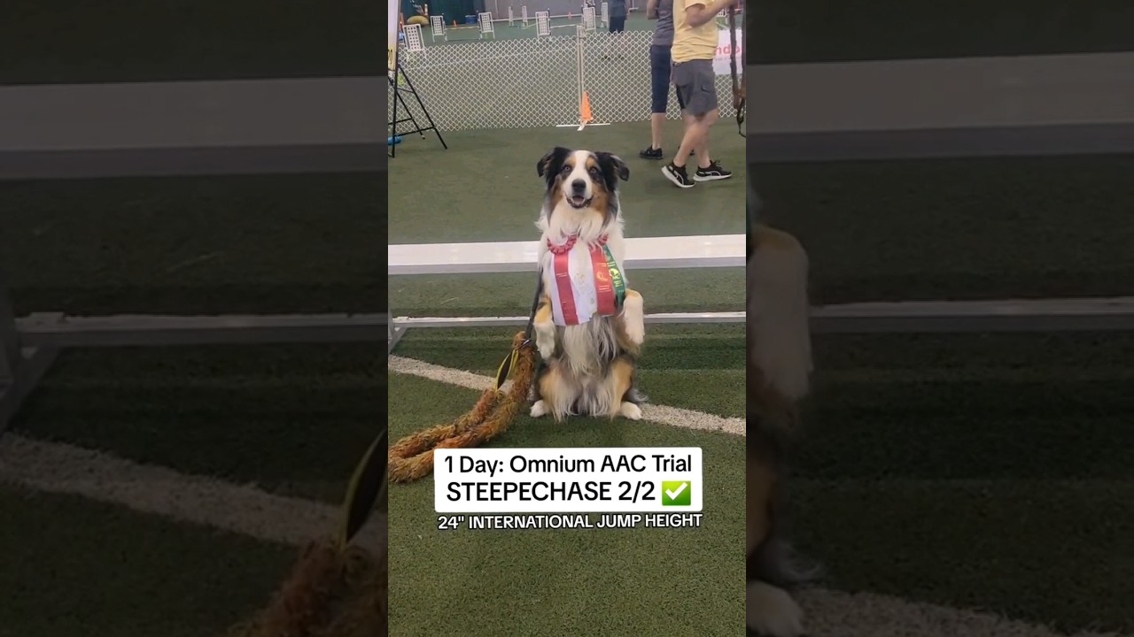 Today's Omnium AAC Trial went super well with 2 for 2 Q's #Pawsitrain #Aac #Provincials2024 #Agility