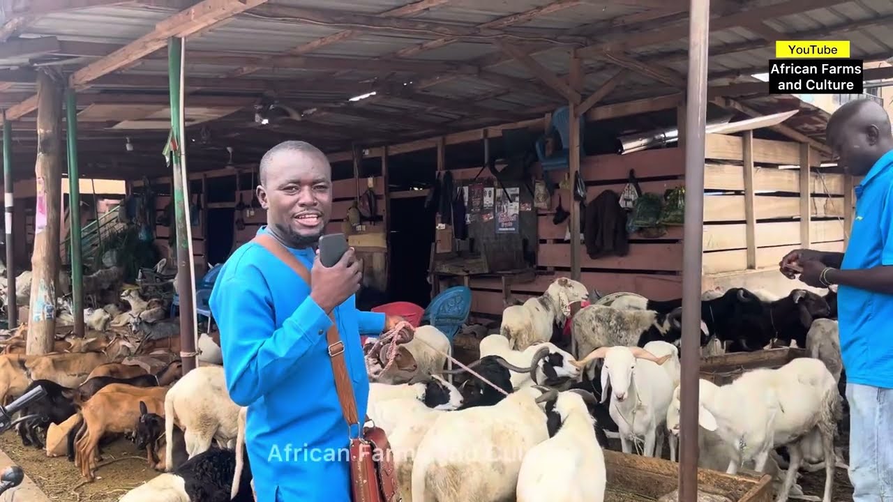 How much Goat and Sheep cost in Ghana 2025