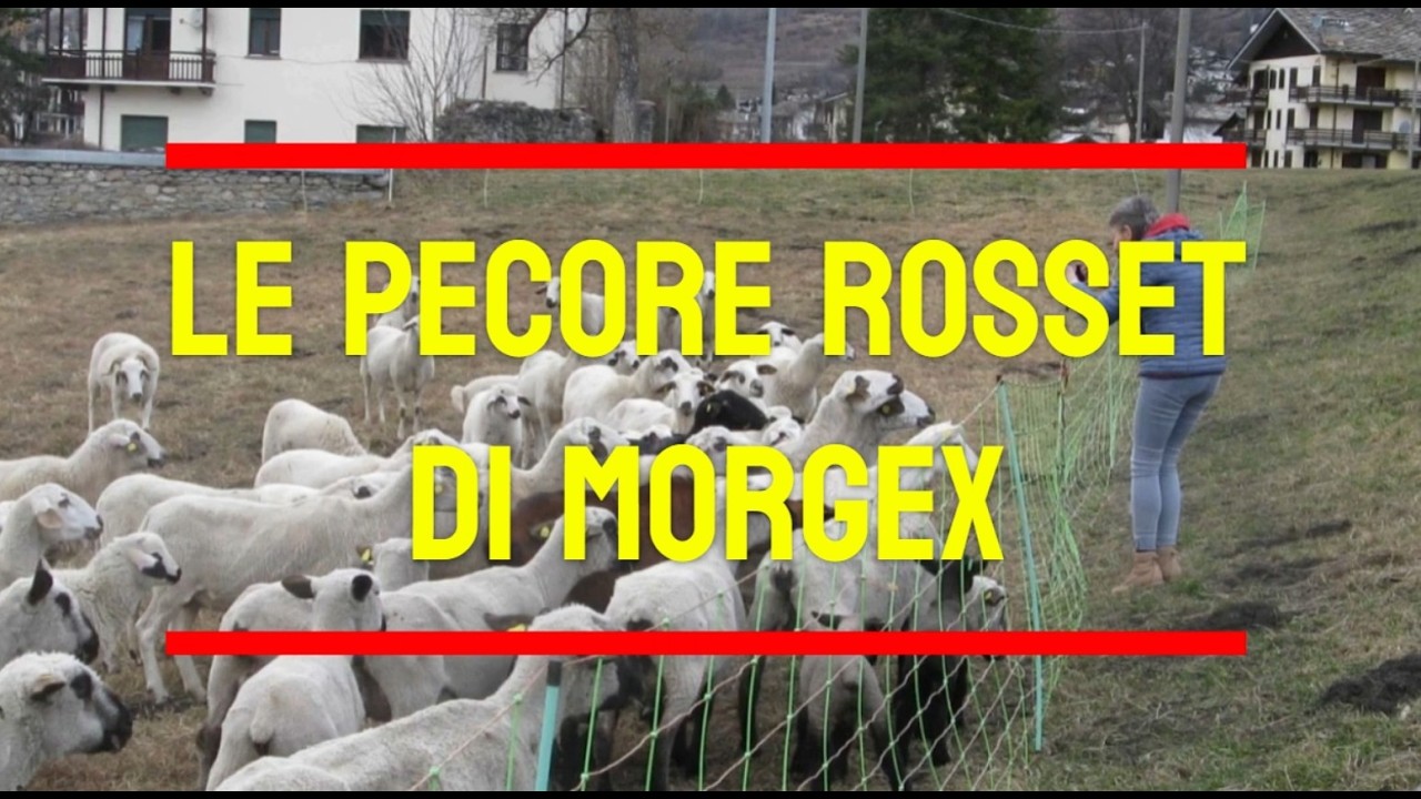 LE PECORE ROSSET DI MORGEX   2024