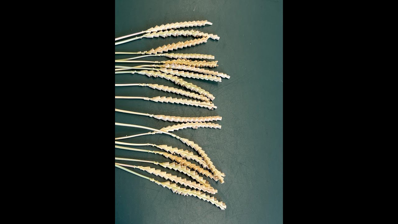 Kreuzung von Weizensorten