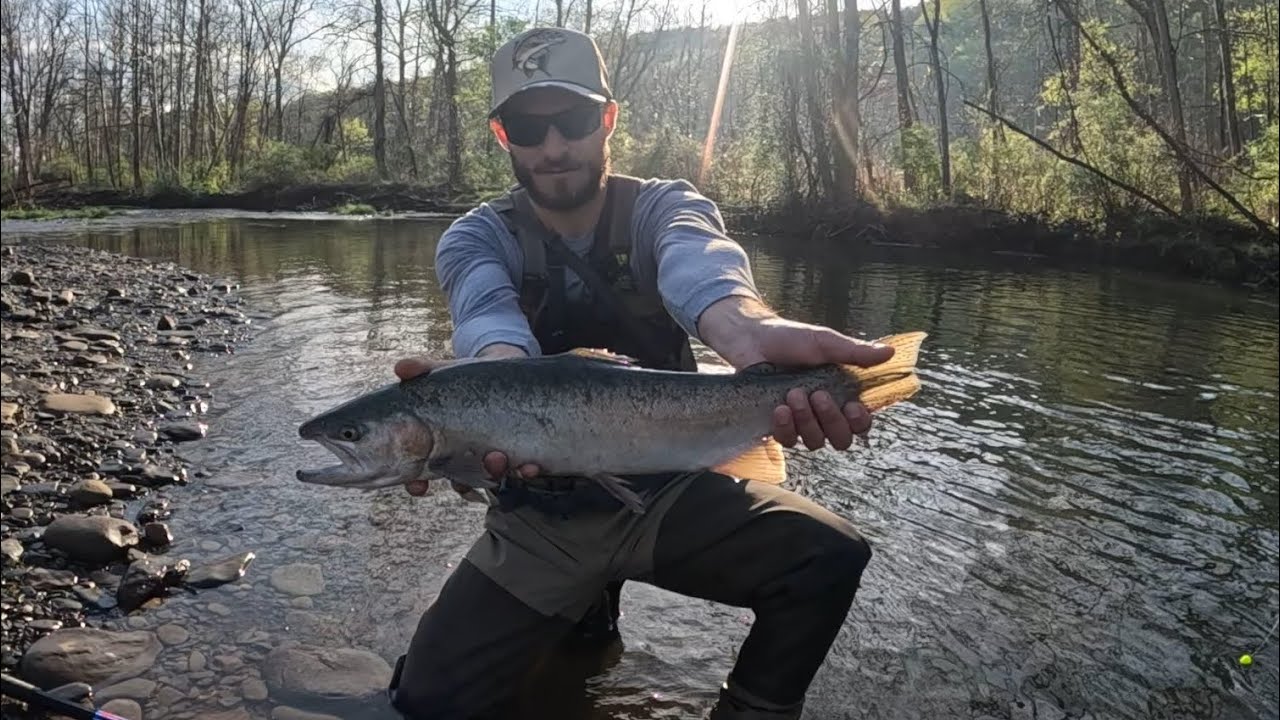 Fly Fishing Finger Lake Tribs For Lake Run Rainbows Early May | Tons Of Fish Landed!!!