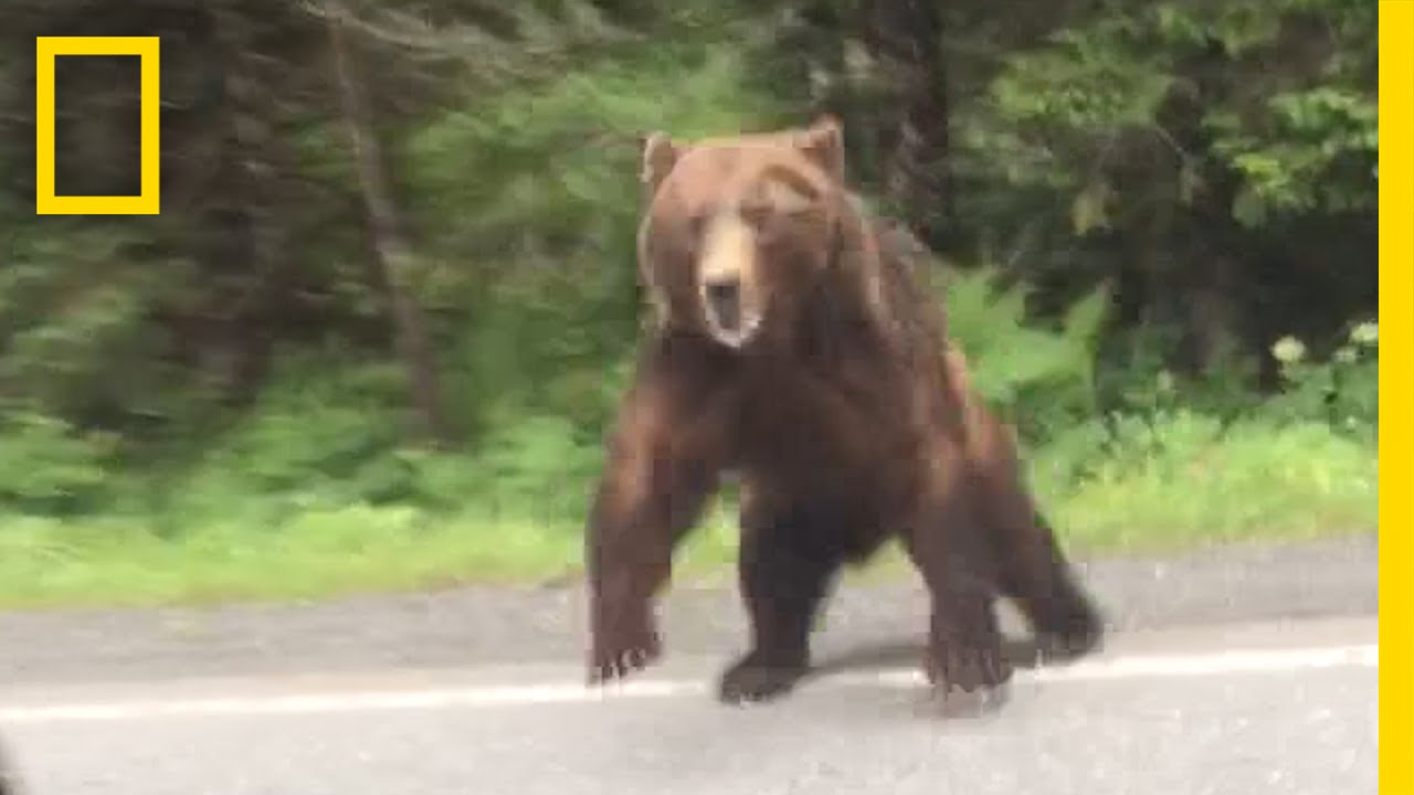 Watch: Bear Charges Car | National Geographic