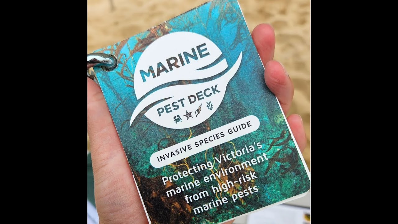 Marine Pests in Victoria: What Divers & Snorkellers Need to Know