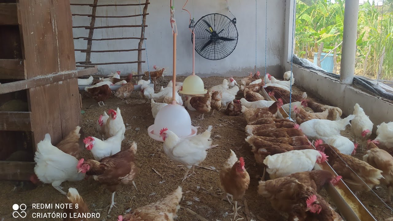 Ventiladores instalados no Galpão veja o resultado.