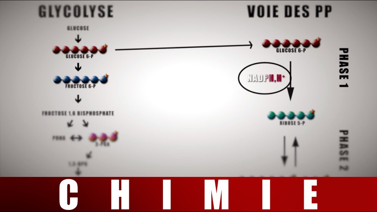 [UE15] Voie des pentoses phosphates phase 1