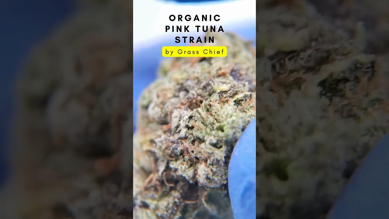 Organic Pink Tuna Strain by Grass Chief