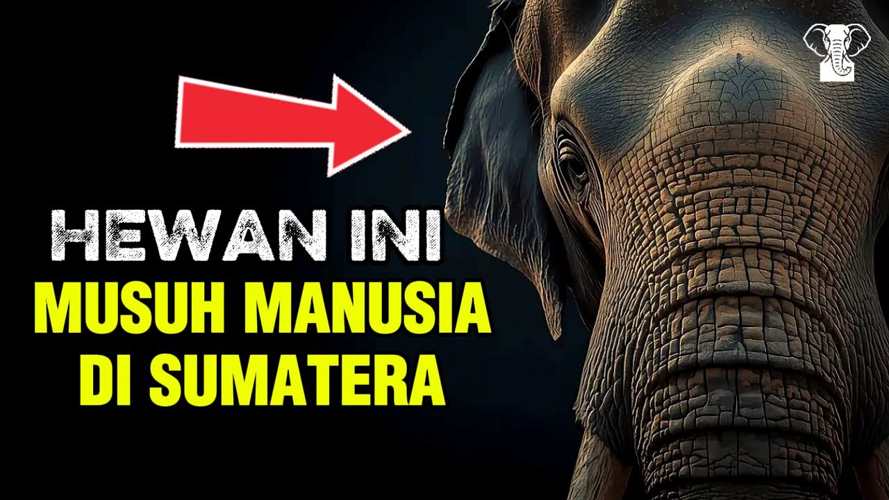 GAJAH SUMATERA | Menjadi Musuh Manusia di Hutan Sumatera?