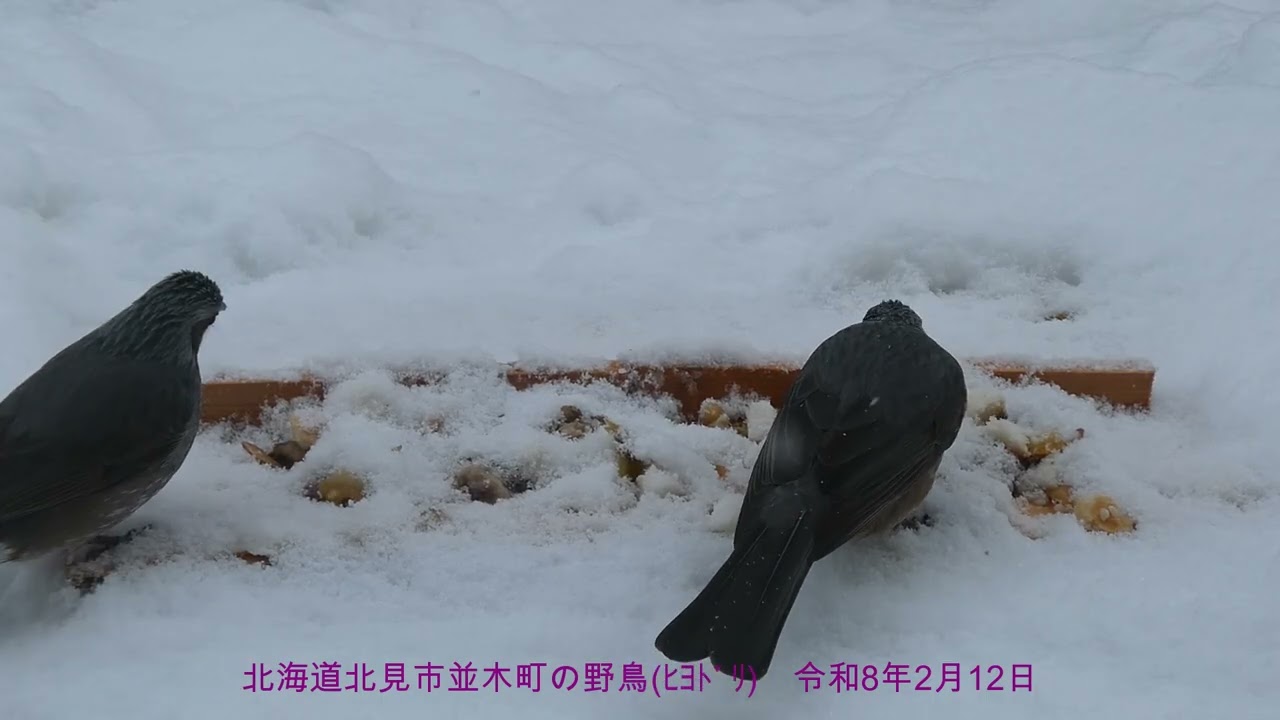 山本８９歳・北見市並木町の野鳥　令和８年２月１２日