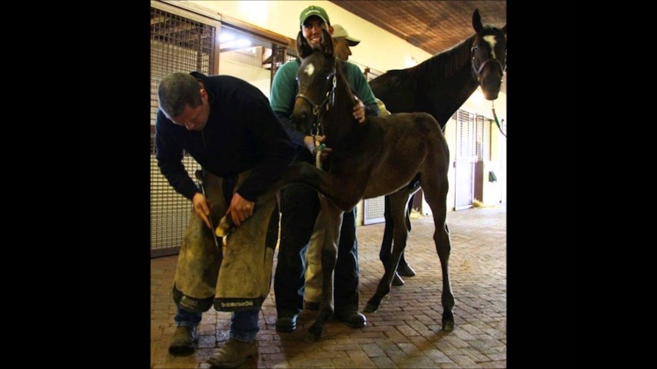 zenyatta and her two foals