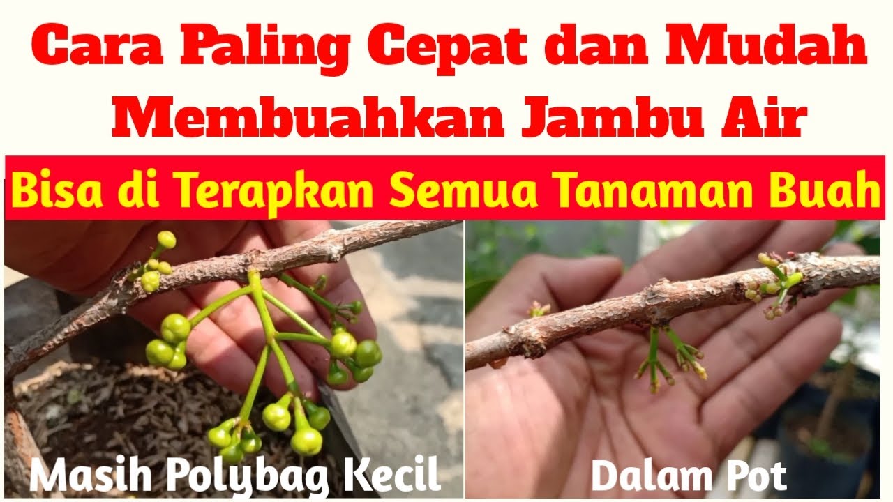 Cara Mudah Membuahkan jambu Air Dengan Penyetresan , Cara Cepat Agar Jambu Air Berbuah