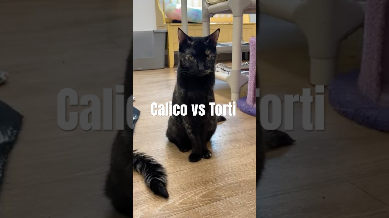 Calico vs Torti Cats 🐾 What&rsquo;s the Difference? #cattok #catsoftiktok #calico #tortiecat #calicocat