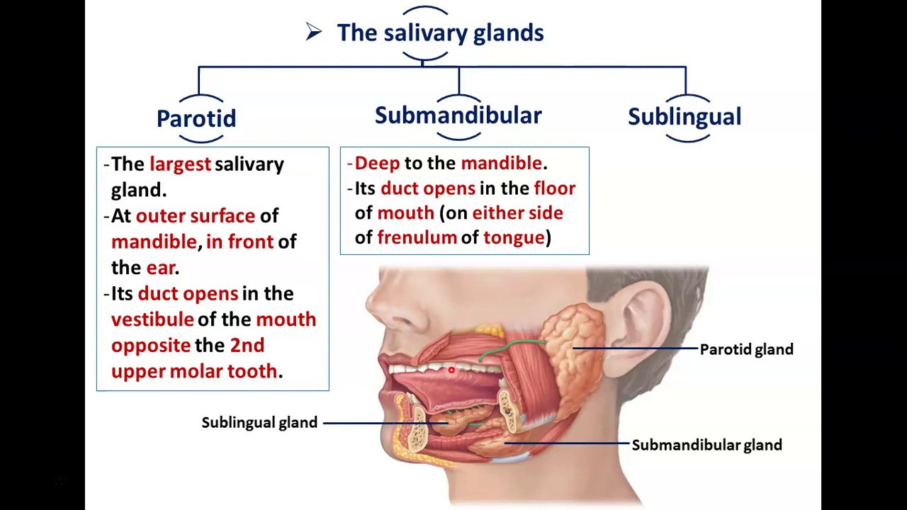 Anatomy of the Parotid Gland - Dr. Ahmed Farid