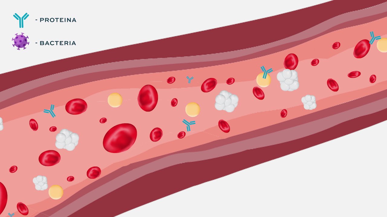 &iquest;Cu&aacute;l es la estructura normal de una inmunoglobulina (anticuerpo)?