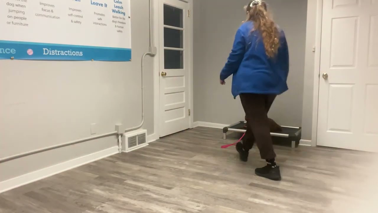 Teddy- Working on sit, down, place, come, gentle, and wait