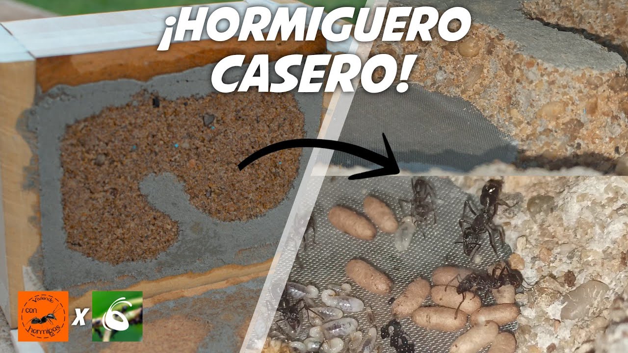 COMO HACER HORMIGUERO CASERO CON DEPOSITO DE HUMEDAD! Antmeet
